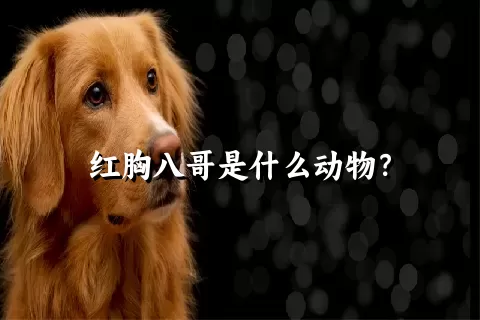 红胸八哥是什么动物？