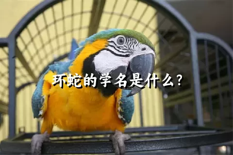 环蛇的学名是什么？