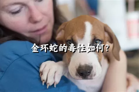 金环蛇的毒性如何？