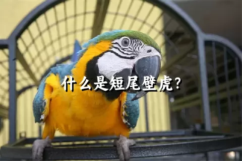 什么是短尾壁虎？