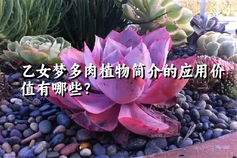 乙女梦多肉植物简介的应用价值有哪些？