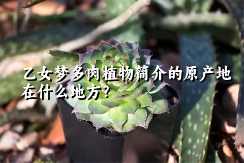 乙女梦多肉植物简介的原产地在什么地方？