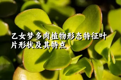 乙女梦多肉植物形态特征叶片形状及其特点