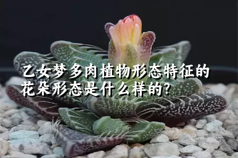 乙女梦多肉植物形态特征的花朵形态是什么样的？