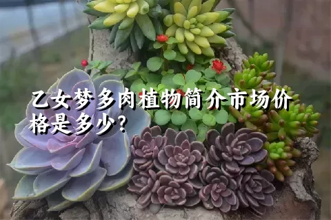 乙女梦多肉植物简介市场价格是多少？