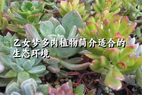 乙女梦多肉植物简介适合的生态环境