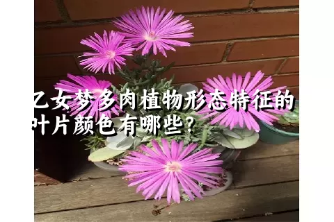 乙女梦多肉植物形态特征的叶片颜色有哪些？