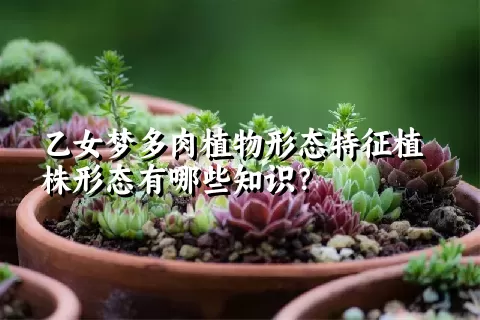 乙女梦多肉植物形态特征植株形态有哪些知识？