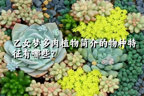 乙女梦多肉植物简介的物种特征有哪些？