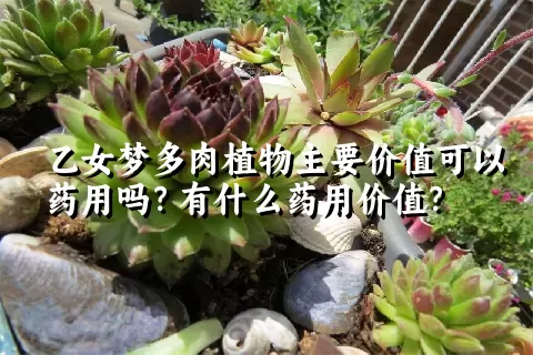 乙女梦多肉植物主要价值可以药用吗？有什么药用价值？