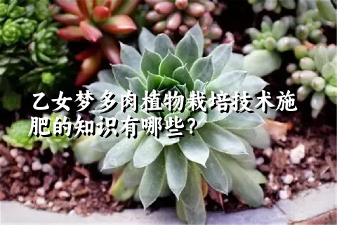 乙女梦多肉植物栽培技术施肥的知识有哪些？ 