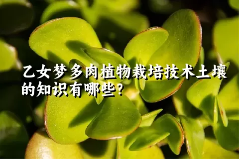 乙女梦多肉植物栽培技术土壤的知识有哪些？