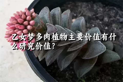 乙女梦多肉植物主要价值有什么研究价值？