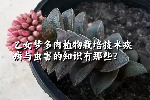 乙女梦多肉植物栽培技术疾病与虫害的知识有那些？ 