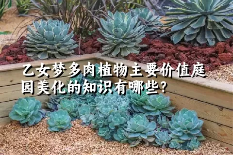 乙女梦多肉植物主要价值庭园美化的知识有哪些？