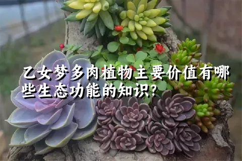 乙女梦多肉植物主要价值有哪些生态功能的知识？