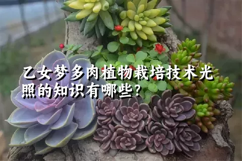 乙女梦多肉植物栽培技术光照的知识有哪些？ 