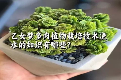 乙女梦多肉植物栽培技术浇水的知识有哪些？