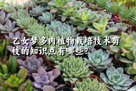 乙女梦多肉植物栽培技术剪枝的知识点有哪些？