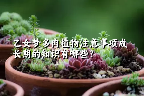 乙女梦多肉植物注意事项成长期的知识有哪些？ 