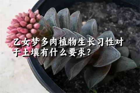 乙女梦多肉植物生长习性对于土壤有什么要求？	