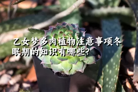 乙女梦多肉植物注意事项冬眠期的知识有哪些？