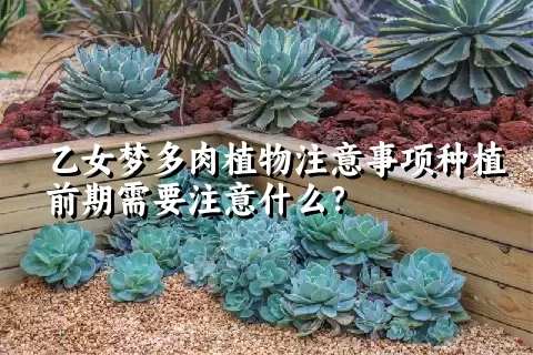 乙女梦多肉植物注意事项种植前期需要注意什么？ 