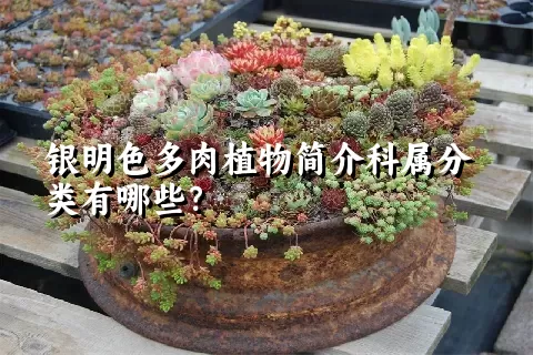 银明色多肉植物简介科属分类有哪些？