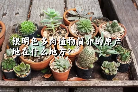 银明色多肉植物简介的原产地在什么地方？