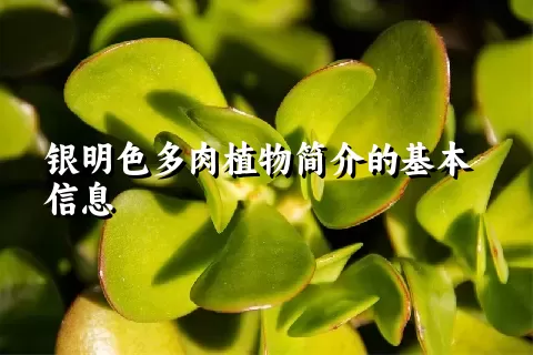 银明色多肉植物简介的基本信息