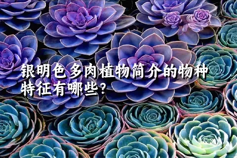 银明色多肉植物简介的物种特征有哪些？