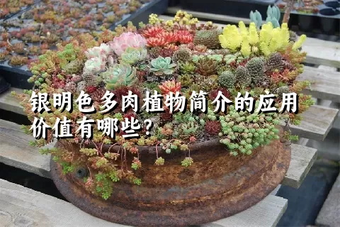 银明色多肉植物简介的应用价值有哪些？