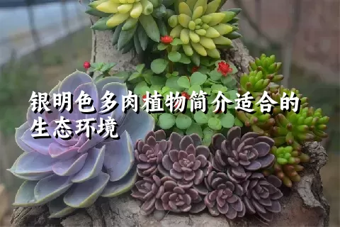 银明色多肉植物简介适合的生态环境