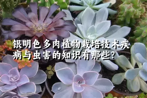 银明色多肉植物栽培技术疾病与虫害的知识有那些？ 