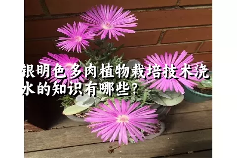 银明色多肉植物栽培技术浇水的知识有哪些？