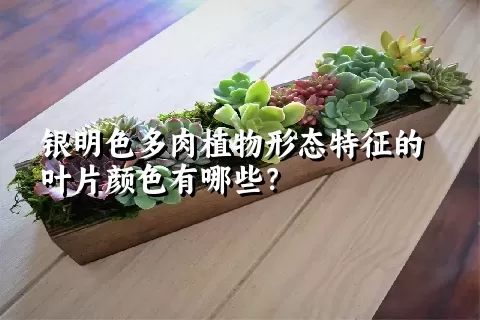 银明色多肉植物形态特征的叶片颜色有哪些？