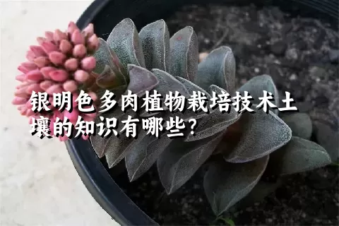 银明色多肉植物栽培技术土壤的知识有哪些？