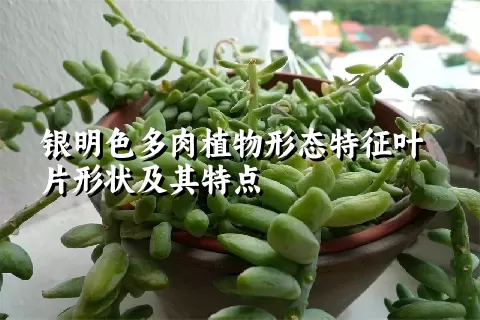 银明色多肉植物形态特征叶片形状及其特点