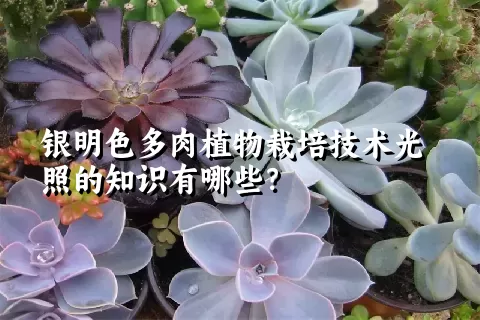 银明色多肉植物栽培技术光照的知识有哪些？ 