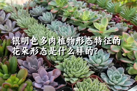 银明色多肉植物形态特征的花朵形态是什么样的？