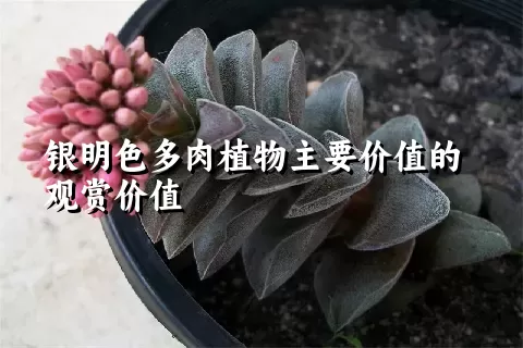 银明色多肉植物主要价值的观赏价值