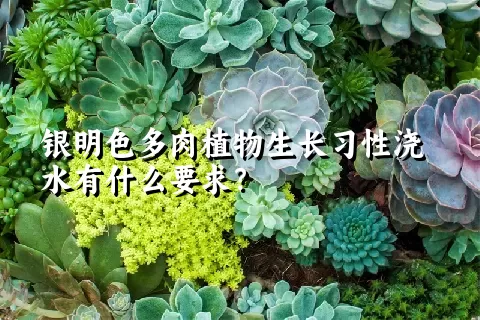 银明色多肉植物生长习性浇水有什么要求？	