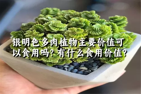 银明色多肉植物主要价值可以食用吗？有什么食用价值？