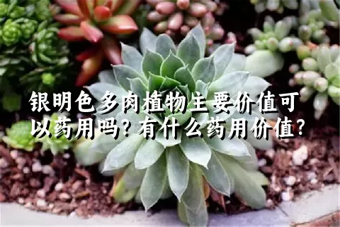 银明色多肉植物主要价值可以药用吗？有什么药用价值？