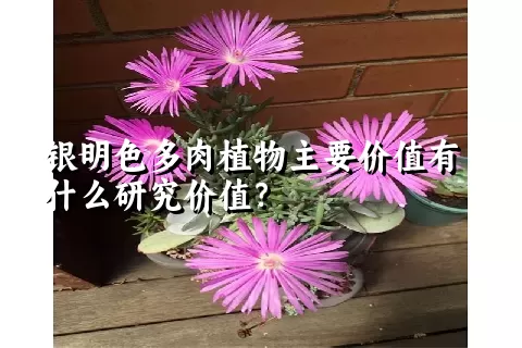 银明色多肉植物主要价值有什么研究价值？