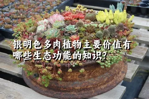 银明色多肉植物主要价值有哪些生态功能的知识？