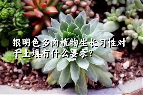 银明色多肉植物生长习性对于土壤有什么要求？	