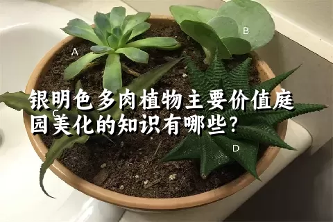 银明色多肉植物主要价值庭园美化的知识有哪些？