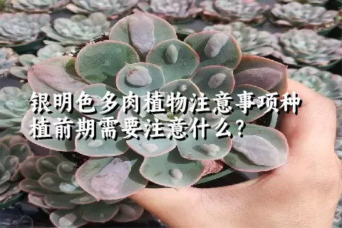 银明色多肉植物注意事项种植前期需要注意什么？ 