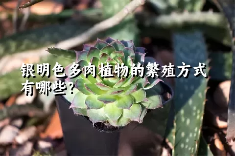 银明色多肉植物的繁殖方式有哪些？